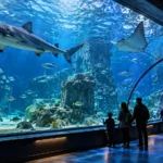 Moskvarium Moscow: Aquarium, Water Shows and Ticket Guide